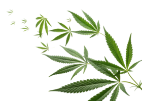 Cannabis leaf in various sizes and shades of green floating on transparent background creating natural and fresh visual effect png