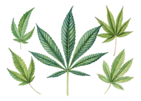 Cannabis leaf collection with various shapes and shades of green showing natural beauty and intricate details of leaf structure in calm setting png