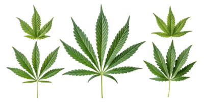 Cannabis leaf collection showing various green leaf shapes with natural texture and vibrant color in clear isolated background png