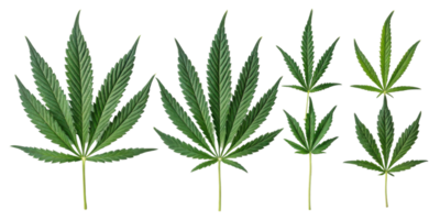 Cannabis leaf collection with various green shapes and sizes showing natural texture and detail in fresh botanical display png