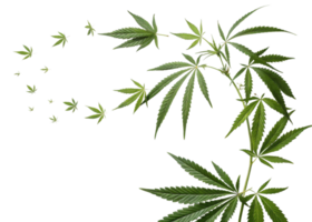 Cannabis leaf design with green leaves arranged in flowing pattern creating natural and fresh visual effect with vibrant colors and detail png