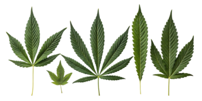Cannabis leaf collection with various shapes and sizes showing natural green texture and detailed veins in fresh botanical display png