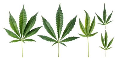 Cannabis leaf collection with various green leaves showing natural texture and shape in clear isolated background for botanical use png