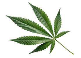 Cannabis Blatt isoliert auf Transparenz Hintergrund mit beschwingt Grün Farbe und detailliert Textur zeigen natürlich Schönheit und Scharf Kanten png