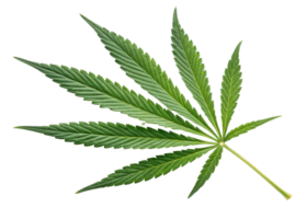 Cannabis Blatt isoliert auf Transparenz Hintergrund zeigen detailliert Grün Textur und natürlich gestalten von Pflanze Blatt mit Scharf Kanten und beschwingt Farbe png