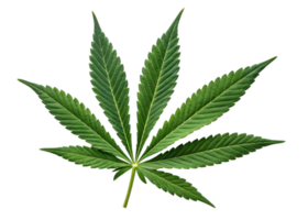Cannabis Blatt isoliert auf Transparenz Hintergrund mit beschwingt Grün Farbe und detailliert Textur zeigen natürlich Schönheit und Scharf Kanten von Blatt png