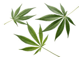 Cannabis leaf collection with vibrant green color and detailed texture showing natural beauty and unique shape of leaf in clear isolated view png