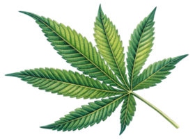 Cannabis leaf with detailed green texture and natural veins showing fresh and vibrant appearance in botanical style illustration png