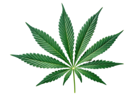 Cannabis Blatt isoliert auf Transparenz Hintergrund zeigen detailliert Grün Textur und natürlich gestalten von Pflanze Blatt im beschwingt und frisch Aussehen png