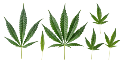Cannabis leaf collection with various sizes and shapes showing natural green color and detailed texture in clean isolated background png