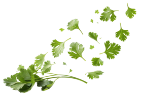 Fresh cilantro leaf with vibrant green color scattered in natural arrangement showing delicate texture of each leaf in lively display png