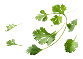 Fresh cilantro leaf with vibrant green color and delicate texture perfect for cooking and garnishing dishes png