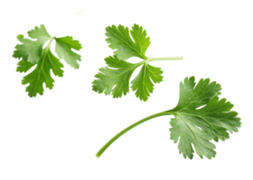 Fresh cilantro leaf with vibrant green color and natural texture isolated on transparency background creating fresh and lively feeling png