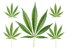 Cannabis leaf collection with vibrant green color and detailed texture showing natural beauty and unique shape of cannabis leaf in various sizes png