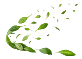 Fresh culantro leaf flying in air with vibrant green color and natural texture creating lively and refreshing visual effect png