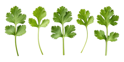 Fresh cilantro leaf collection isolated on transparency background with vibrant green color and natural texture for cooking and garnish png