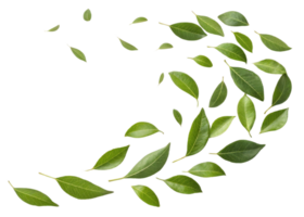 Fresh green curry leaf arranged in swirling pattern creating natural and vibrant design with fresh and lively feeling png