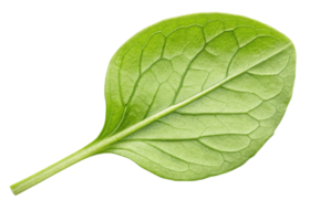 Fresh green chickweed leaf with visible veins and smooth texture isolated on transparency background showing natural detail and vibrant color png