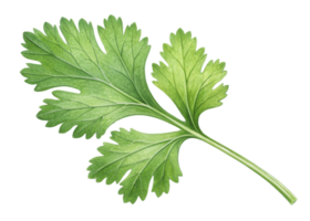 Fresh cilantro leaf with vibrant green color and detailed veins isolated on transparency background for culinary use png