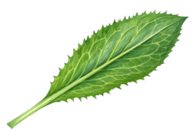 Fresh culantro leaf with serrated edges and visible veins isolated on transparency background showing natural texture and vibrant green color png