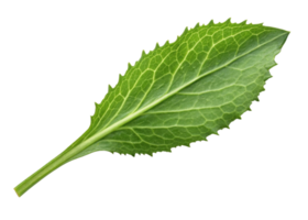 Culantro leaf with vibrant green color and detailed veins isolated on transparency background showing fresh natural texture and serrated edges png