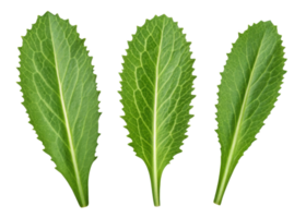 Fresh culantro leaf isolated on transparency background with vibrant green color and detailed texture showing natural veins and serrated edges png