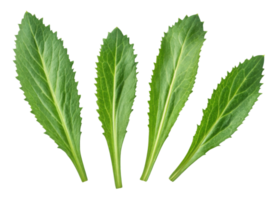 Fresh culantro leaf with vibrant green color and textured surface perfect for cooking and garnishing dishes with natural flavor png