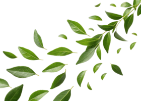 Fresh green curry leaf branch with scattered leaves isolated on transparency background creating natural and vibrant atmosphere png