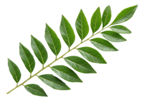 Curry leaf branch with fresh green leaves arranged in natural pattern perfect for cooking and adding flavor to dishes png