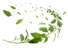 Fresh epazote leaf with scattered small green leaves floating in air creating natural and lively atmosphere png