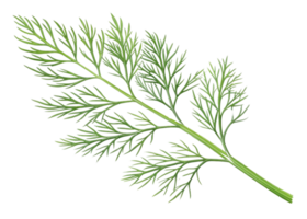 Fresh dill leaf with delicate green foliage and thin stems perfect for culinary use and natural decoration png