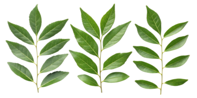 Fresh green curry leaf branches with vibrant leaves arranged in row showing natural texture and healthy growth in bright light png