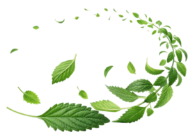 Fresh epazote leaf with green herb leaves swirling in natural pattern creating lively and fresh atmosphere in image png