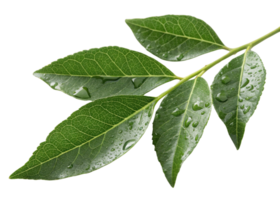 Fresh green curry leaf branch with water droplets on surface showing natural texture and vibrant color in close up view png
