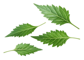 Epazote leaf fresh green herb leaves isolated on transparency background with natural texture and serrated edges for cooking and seasoning png