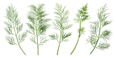 Fresh dill leaf herb with delicate green leaves used in cooking and garnishing dishes for fresh and aromatic flavor png