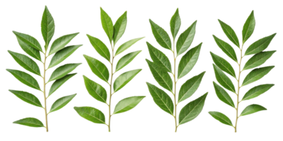Curry leaf branches with fresh green leaves arranged in row showing natural texture and vibrant color for cooking and decoration png