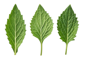 Epazote leaf close up with fresh green texture and natural veins isolated on transparency background showing herbal plant detail png