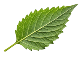 Fresh epazote leaf with serrated edges and visible veins isolated on transparency background showing natural texture and vibrant green color png