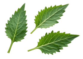 Fresh epazote leaf with serrated edges and vibrant green color perfect for culinary and medicinal use png