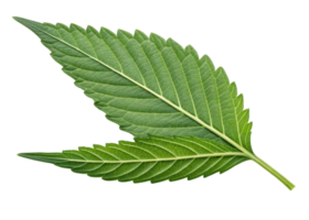 Fresh epazote leaf with vibrant green color and detailed texture isolated on transparency background showing natural beauty and freshness png