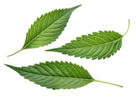 Green epazote leaf with serrated edges and visible veins isolated on transparency background showing natural texture and fresh appearance png