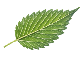 Epazote leaf close up with detailed veins and serrated edges showing fresh green texture and natural beauty in vibrant botanical image png