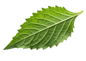Fresh epazote leaf with detailed veins and serrated edges isolated on transparency background showing natural texture and vibrant green color png