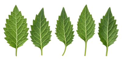Epazote leaf collection with vibrant green color and detailed texture showing natural veins and serrated edges in fresh and lively display png