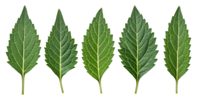 Epazote leaf collection with fresh green texture and serrated edges perfect for culinary and medicinal use in natural health png