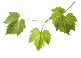 Green grape leaf with detailed veins and natural texture on transparent background showing three connected leaves png