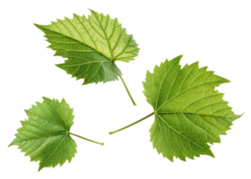 Green grape leaf with detailed veins and texture isolated on transparency background showing natural beauty and freshness of leaf and grape plant png
