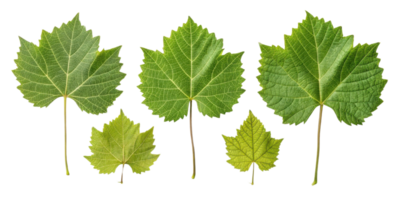 Grape leaf collection showing various sizes and textures of green leaves with detailed veins and natural beauty in fresh arrangement png
