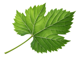 Green grape leaf with detailed veins and serrated edges isolated on transparency background showing natural texture and vibrant color png